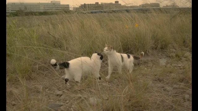 猫が逃げた スクショ 7